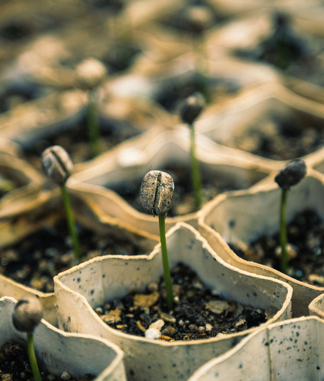 Financial minimalism concept - nurturing wealth like a growing tree