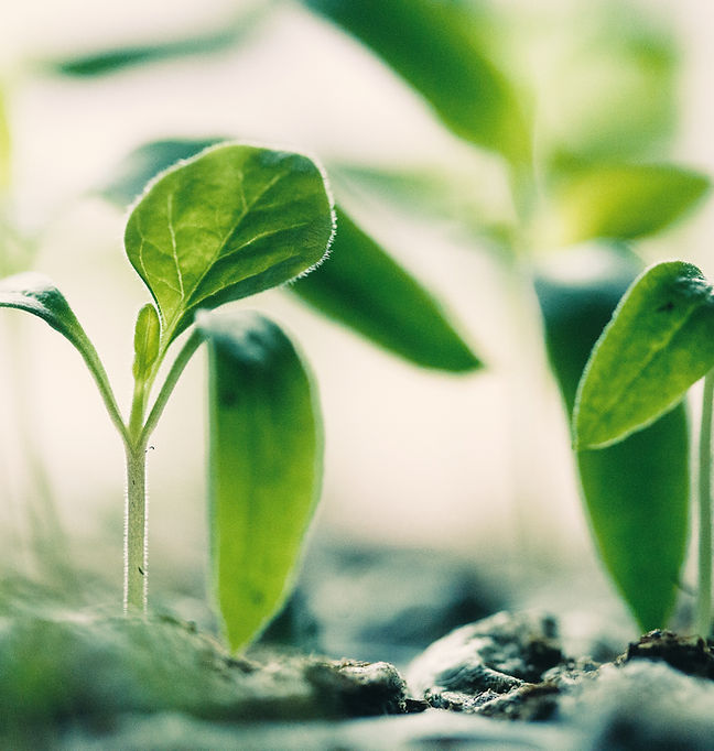Kulea financial coaching services - Plant Nurture Prosper